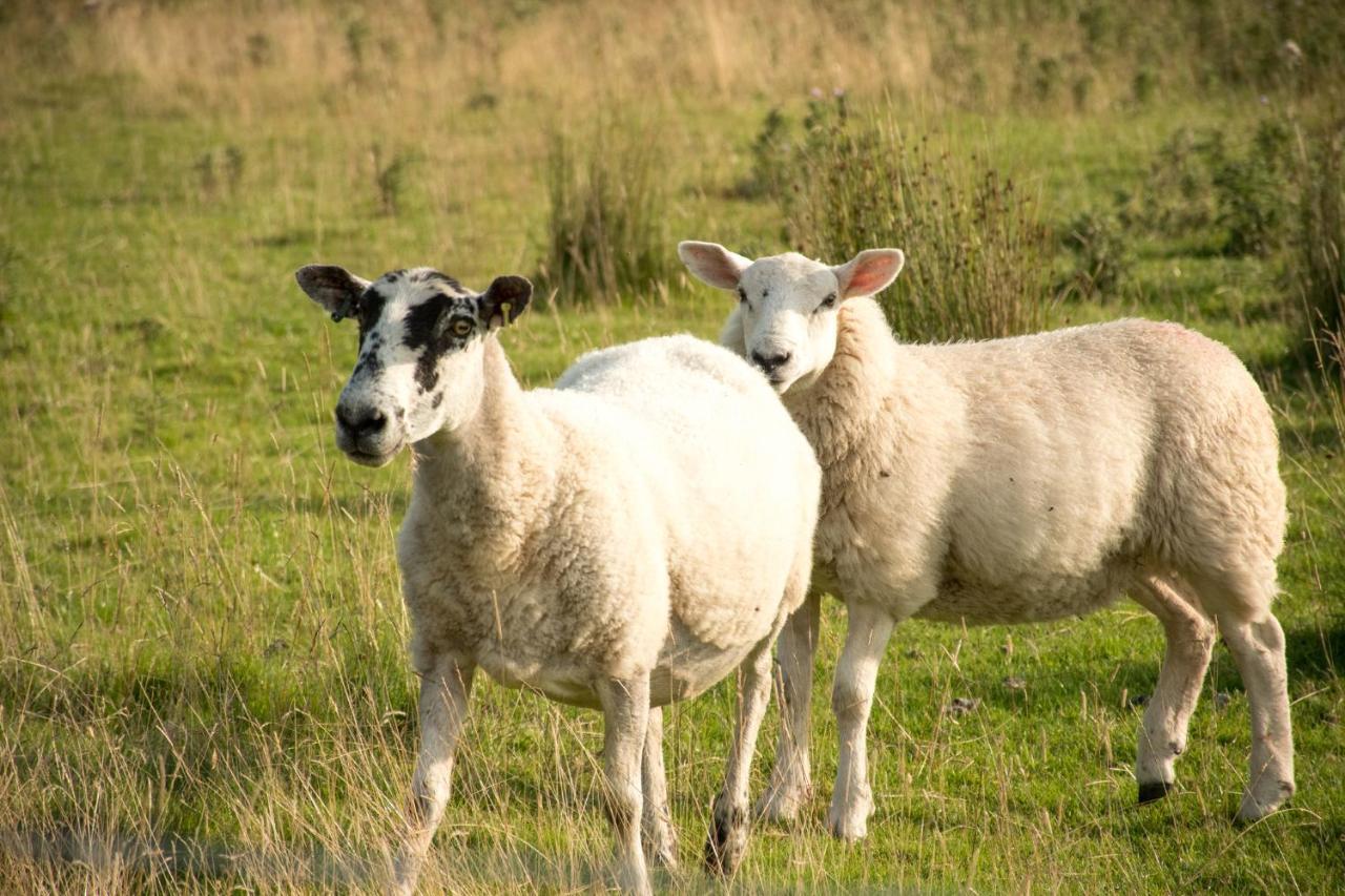 Wild Northumberland Glamping Farm stay *