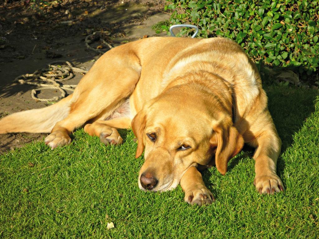 Bed & Breakfast Rye Hill Farm 4*