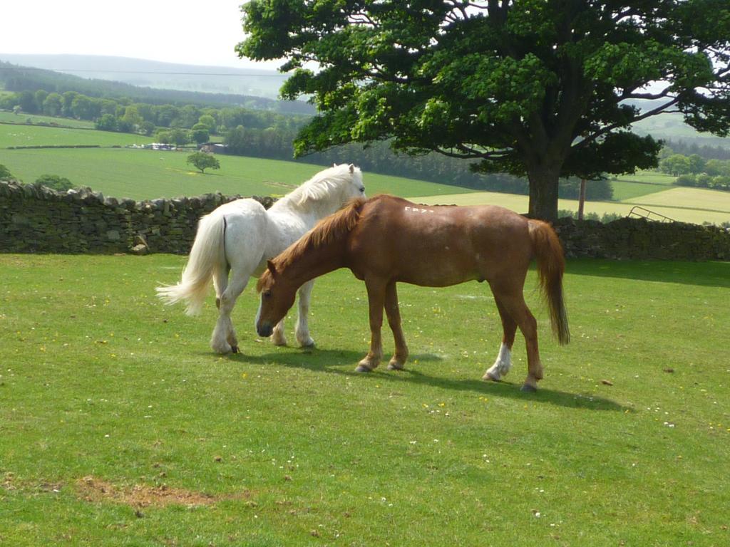 Bed & Breakfast Rye Hill Farm